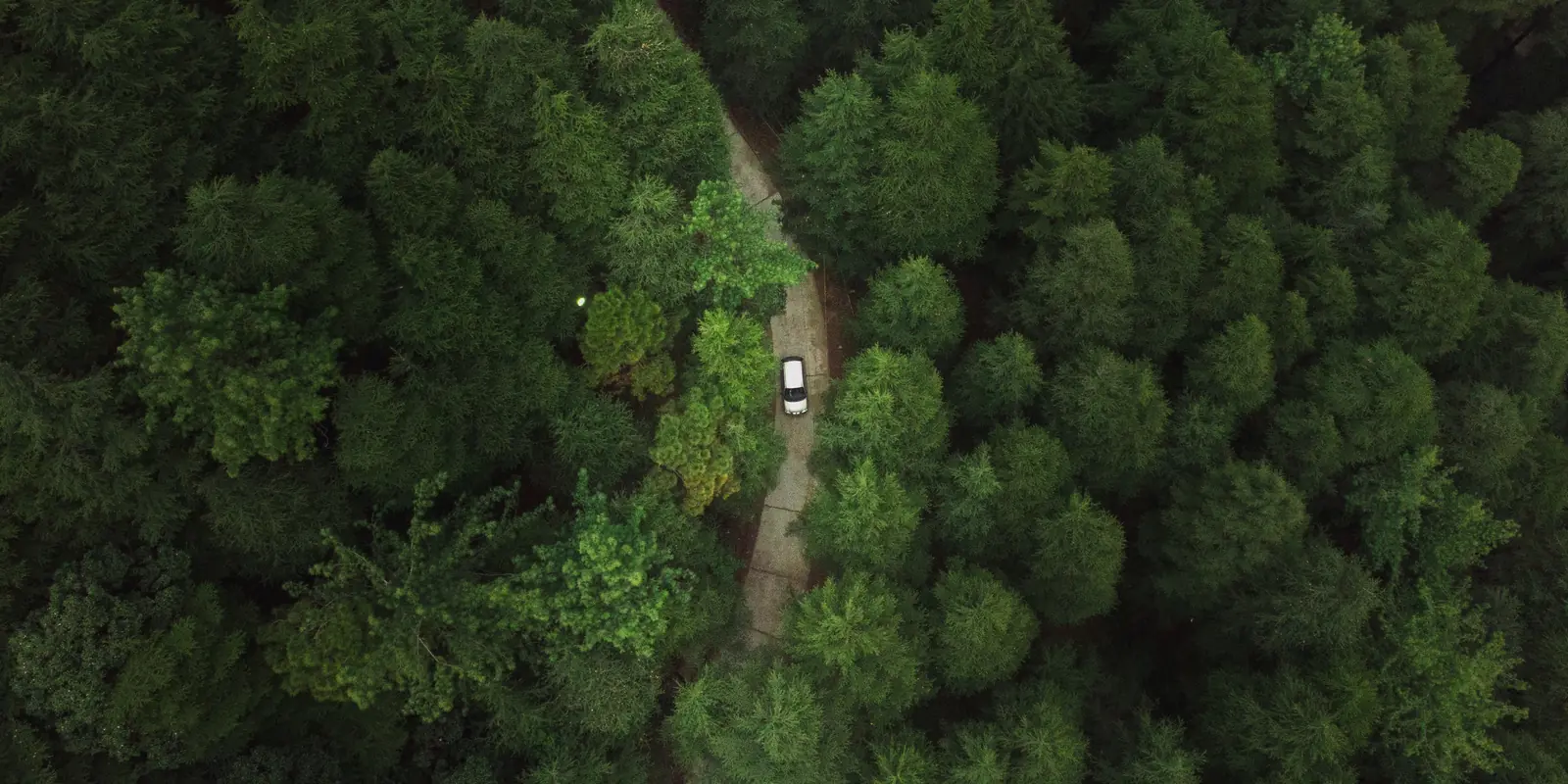 Vista a&eacute;rea de un coche blanco circulando por una pista entre un bosque de con&iacute;feras